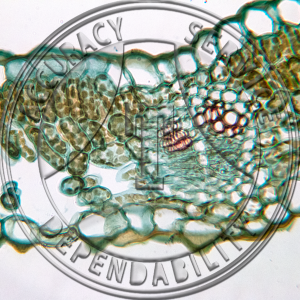 15-1A Aquilegia canadensis Prepared Microscope Slide 