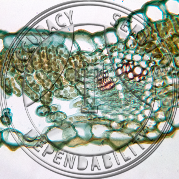 15-1A Aquilegia canadensis Prepared Microscope Slide 