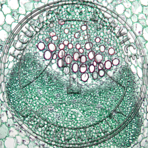 15-280-2 Apium graveolens Petiole Prepared Microscope Slide