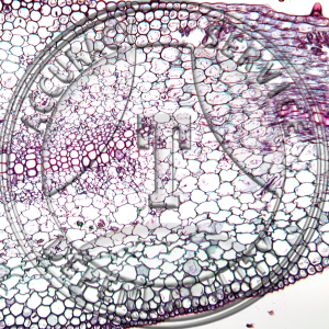 15-285-1 Asclepias syriaca Latex Tubes Prepared Microscope Slide