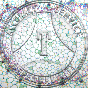 15-286-1 Begonia Petiole CS Prepared Microscope Slide 