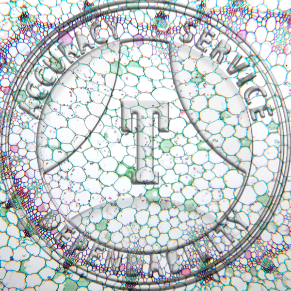 15-286-1 Begonia Petiole CS Prepared Microscope Slide 