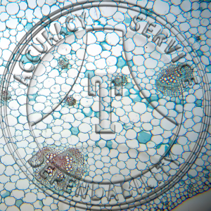 15-289 Brassica oleracea Petiole Prepared Microscope Slide