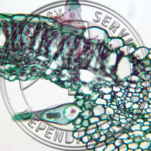 15-291 Cannabis sativa Leaf Prepared Microscope Slide
