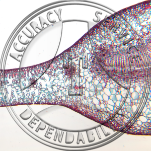 15-3D Camellia Leaf Prepared Microscope Slide