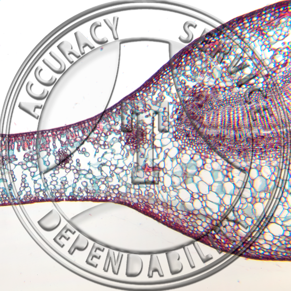 15-3D Camellia Leaf Prepared Microscope Slide