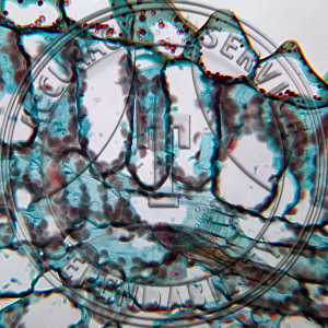 Coleus Leaf Prepared Microscope Slide 15-3M Coleus Leaf Prepared Microscope Slide
