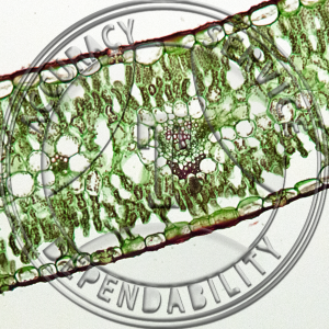 15-6 Dianthus Prepared Microscope Slide