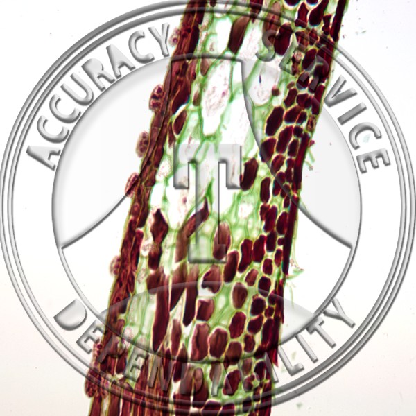 15-7 Dionaea muscipula Prepared Microscope Slide 