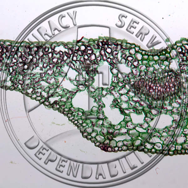 C-9 Air and Water Leaves Prepared Microscope Slide AIR