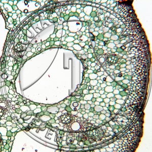 15-293A Nymphaea odorata Petiole Prepared Microscope Slide 