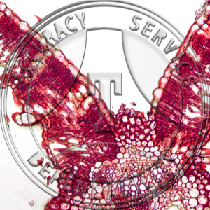 15-331 Helianthus Mesophytic Leaf Prepared Microscope Slide 
