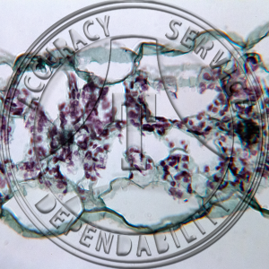 15-337A-1 Linum usitatissimum Leaf CS Prepared Microscope Slide