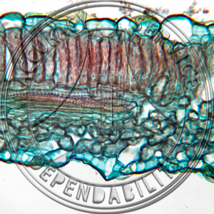 15-353-1 Pastinaca sativa Leaf Prepared Microscope Slide 