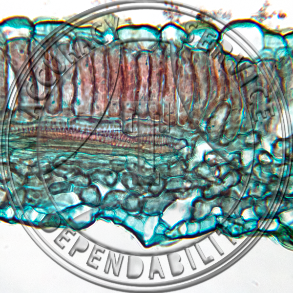 15-353-1 Pastinaca sativa Leaf Prepared Microscope Slide 