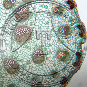 15-353-2 Pastinaca sativa Petiole Prepared Microscope Slide