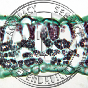 15-354-1 Phaseolus vulgaris Leaf CS Prepared Microscope Slide
