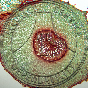 15-354-2 Phaseolus vulgaris Petiole CS Prepared Microscope Slide 
