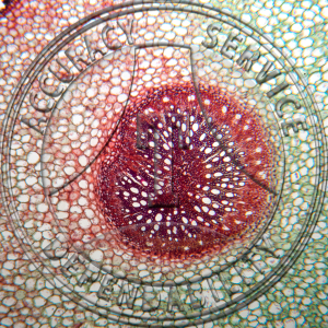 15-354-3 Phaseolus vulgaris CS Prepared Microscope Slide 