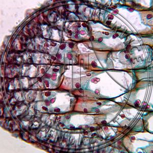 15-357B Proserpinaca palustris Prepared Microscope Slide