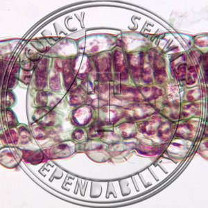 15-362 Quercus Leaf CS Prepared Microscope Slide