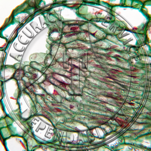 15-8P Fuchsia Hydathode Prepared Microscope Slide