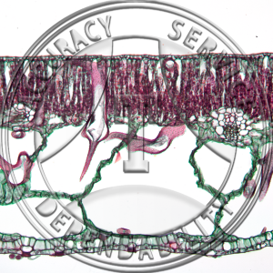 C-10 Hydrophytic, Mesophytic, & Xerophytic Leaves Prepared Microscope Slide Hydrophytic Leaf