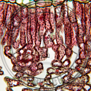 C-15 Krebs Cycle Prepared Microscope Slide C3 Plant