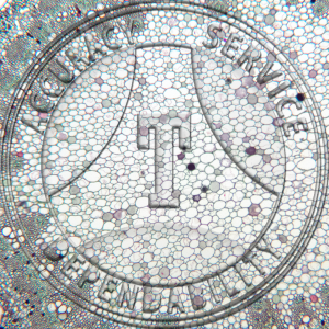 15-368-2 Rumex crispus Petiole CS Prepared Microscope Slide 