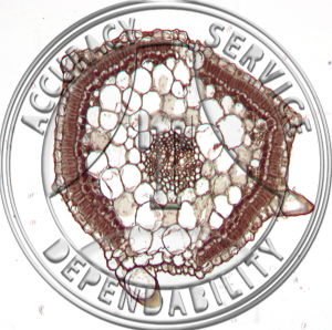15-16A Salsola kali Prepared Microscope Slide
