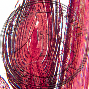15-382B-3 Ulmus americana Leaf Bud Median LS Prepared Microscope Slide