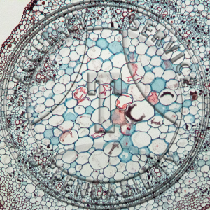 15-386-3 Vitis Tendril Section Prepared Microscope Slide