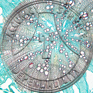 13-3 Angelica atropurpurea Root CS Prepared Microscope Slide 