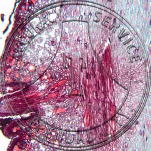 13-279 Angelica atropurpurea Root LS Prepared Microscope Slide