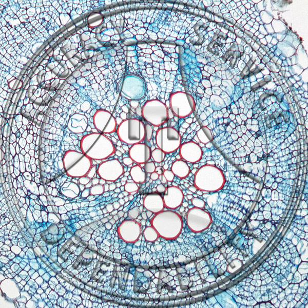 13-288-1 Beta vulgaris Tap Root Prepared Microscope Slide