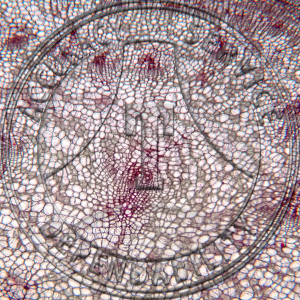 13-288-2 Beta vulgaris Fleshy Root Prepared Microscope Slide 