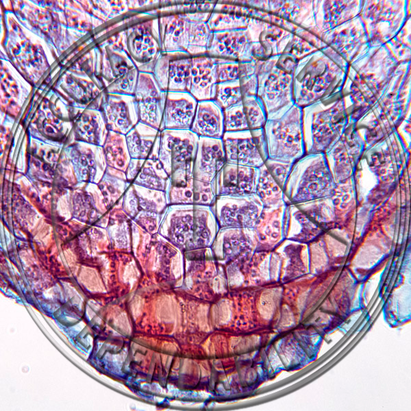 13-308-2 Cucurbita pepo Root Tip Prepared Microscope Slide 