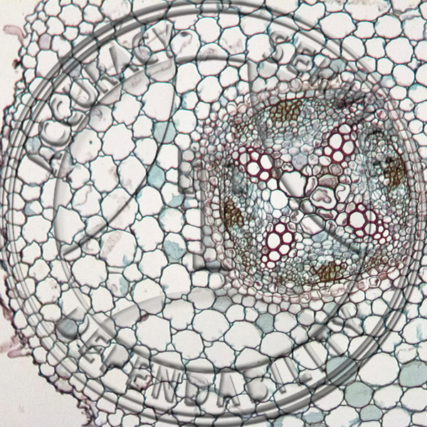 13-374B-4 Glycine max 3 Stages Root Development Prepared Microscope Slide