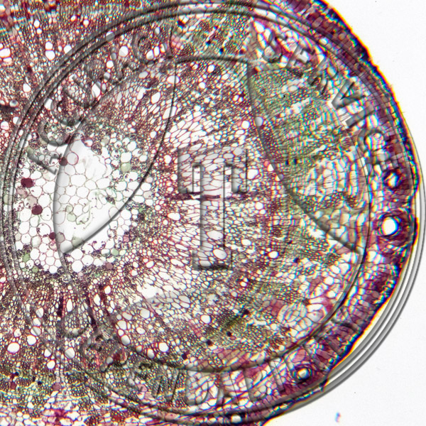 13-327A-1 Gossypium Root CS Prepared Microscope Slide