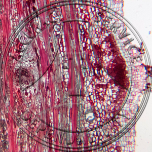 13-327A-2 Gossypium Root LS Prepared Microscope Slide 