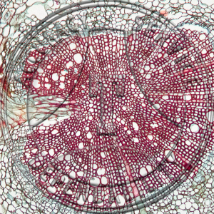 13-330-1 Hedera helix Soil Root Prepared Microscope Slide