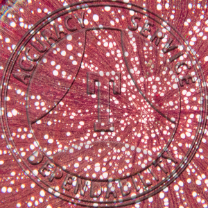 13-339A Lonicera Root Prepared Microscope Slide