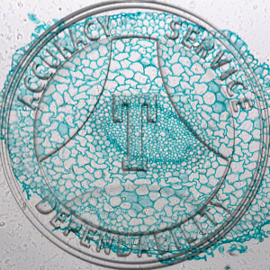 13-339B-4 Lupinus Young Root Prepared Microscope Slide