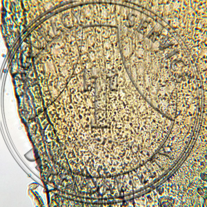 13-340-2 Lycopersicum esculentum Root Tip Prepared Microscope Slide