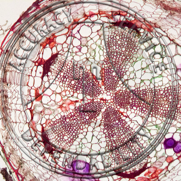 13-352 Opuntia polyacantha Root Prepared Microscope Slide