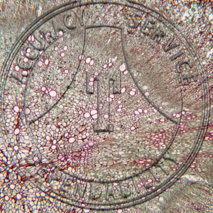13-353 Pastinaca sativa Root Prepared Microscope Slide 