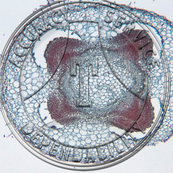 13-354-10 Phaseolus vulgaris Root Section Prepared Microscope Slide