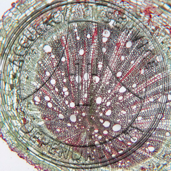 13-7N Lycopersicum esculentum Mature Root Prepared Microscope Slide