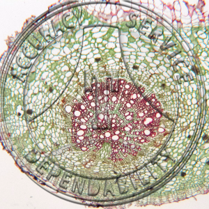 13-9 Nicotiana tabacum Root Prepared Microscope Slide