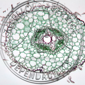 13-354-7 Phaseolus vulgaris Young Root CS Prepared Microscope Slide